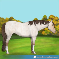 Horse Color:Amber Champagne Roan Dun