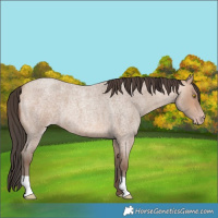 Horse Color:Amber Champagne Roan