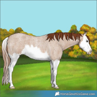 Horse Color:Red Dun Roan Splash 