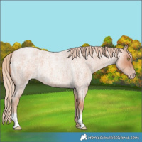 Horse Color:Gold Champagne Roan 