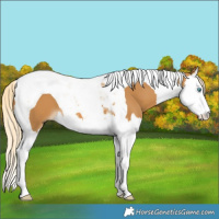 Horse Color:Palomino Splash Tobiano 