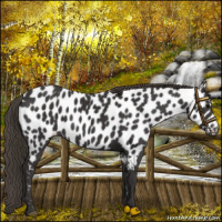 Horse Color:Smoky Black Near Leopard 