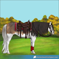 Horse Color:Buckskin Splash Rabicano 