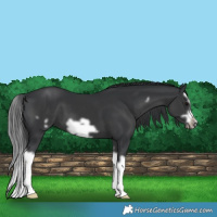 Horse Color:Black Splash Frame 