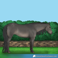 Horse Color:Black 