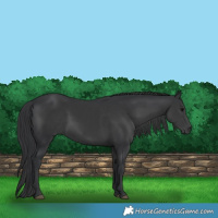 Horse Color:Black 