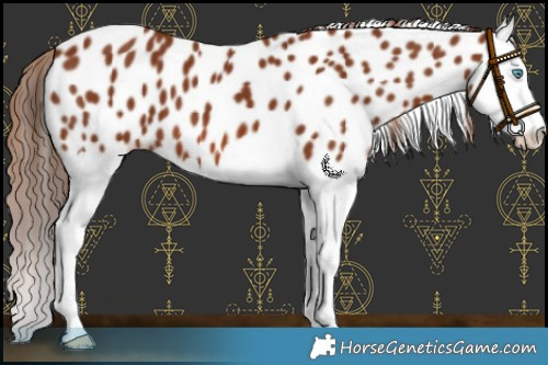 Horse Color:Chestnut Splash Appaloosa 