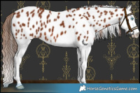 Horse Color:Chestnut Splash Leopard 