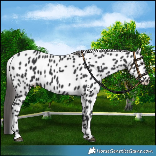 Horse Color:Black Appaloosa 