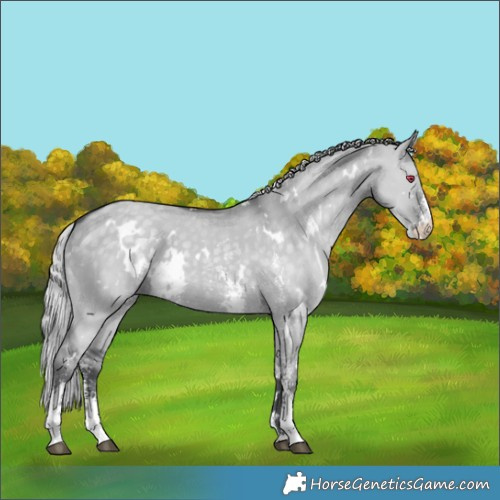 Horse Color:White Spotted Silver Grullo Chinchilla Sabino 
