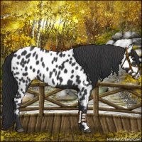 Horse Color:Black Appaloosa 