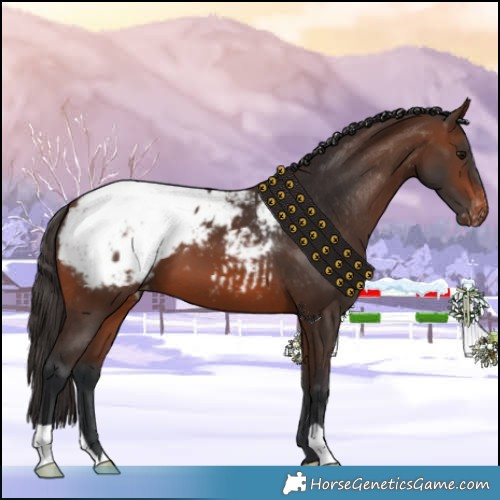 Horse Color:Brown Appaloosa 