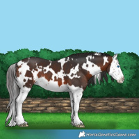 Horse Color:White Spotted Brown Splash 