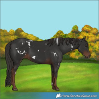 Horse Color:White Spotted Liver Chestnut Rabicano 
