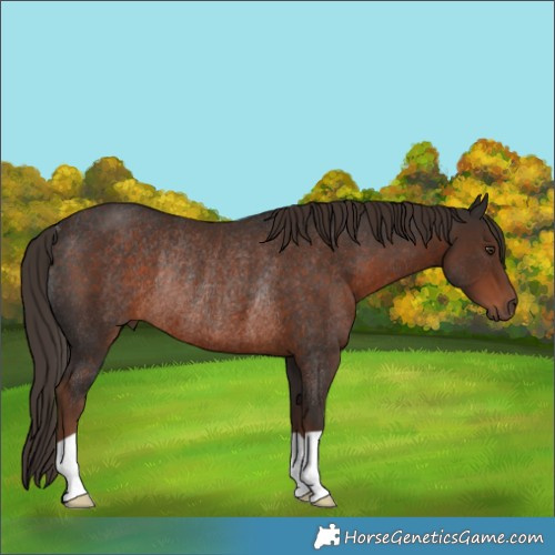Horse Color:Liver Chestnut Rabicano 