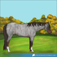 Horse Color:Liver Red Roan 