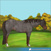 Horse Color:Liver Red Roan