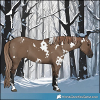Horse Color:White Spotted Liver Red Dun 