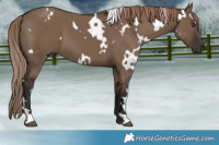 Horse Color:White Spotted Liver Red Dun