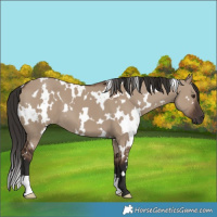 Horse Color:White Spotted Liver Red Dun 