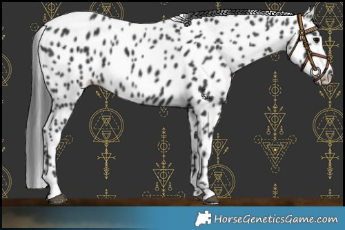 Horse Color:Black Appaloosa Rabicano 