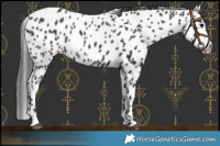 Horse Color:Black Leopard Rabicano 