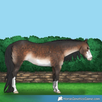 Horse Color:Brown 