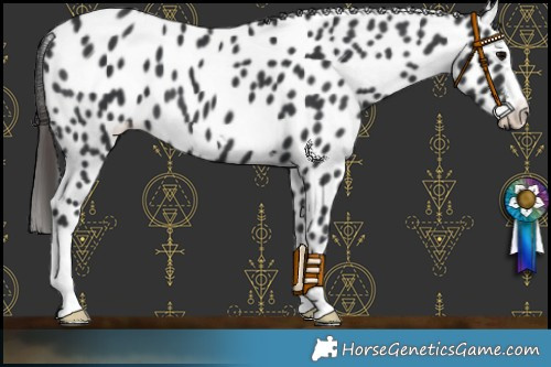 Horse Color:Black Leopard