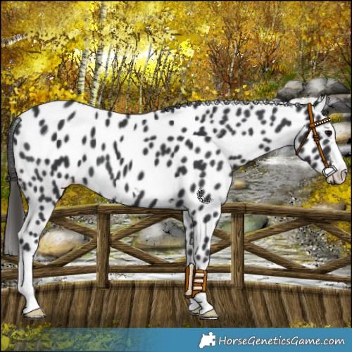 Horse Color:Black Appaloosa 