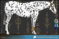 Horse Color:Black Leopard