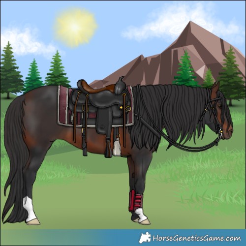 Horse Color:Brown 