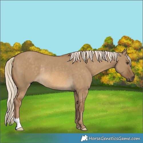 Horse Color:Chocolate Palomino Dun Rabicano 