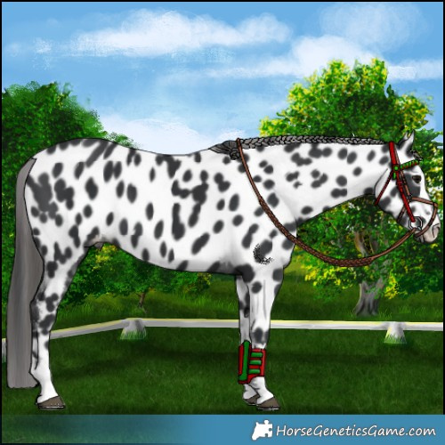 Horse Color:Black Appaloosa 