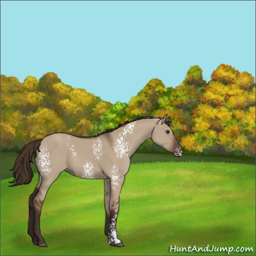 Horse Color:White Spotted Liver Red Dun Rabicano