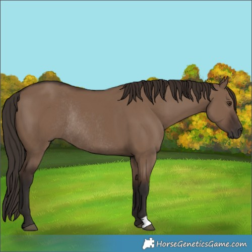 Horse Color:Liver Red Dun Rabicano 