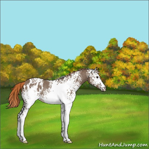 Horse Color:White Spotted Liver Red Dun Appaloosa Rabicano