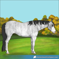 Horse Color:White Spotted Blue Roan Rabicano 