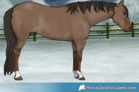 Horse Color:Liver Red Dun Rabicano 
