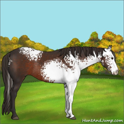 Horse Color:White Spotted Liver Chestnut Rabicano 