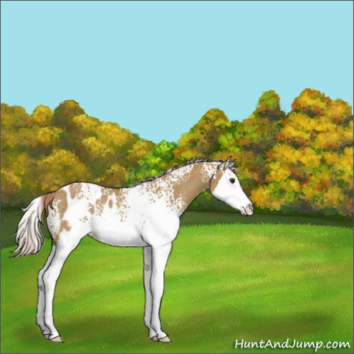 Horse Color:White Spotted Chocolate Palomino Dun Splash Appaloosa Rabicano