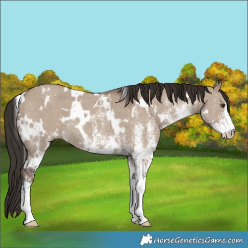 Horse Color:White Spotted Liver Red Dun Rabicano 