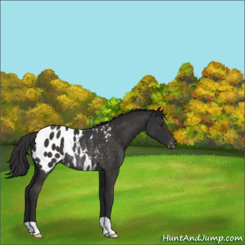 Horse Color:Liver Chestnut Appaloosa Rabicano 
