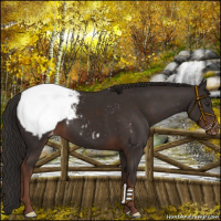 Horse Color:Liver Chestnut Appaloosa