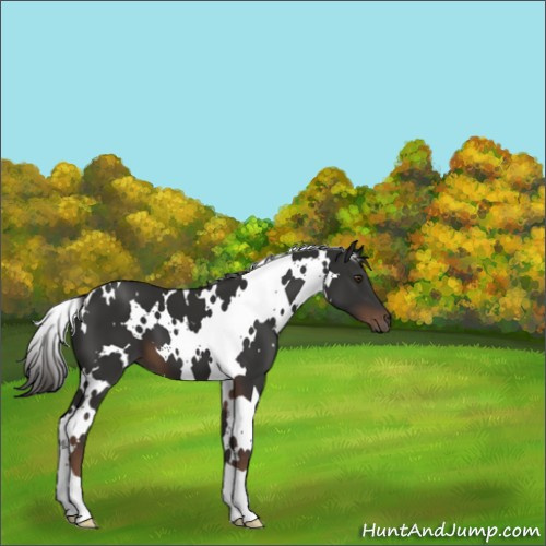 Horse Color:White Spotted Liver Chestnut