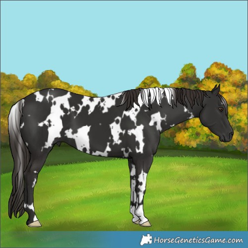 Horse Color:White Spotted Liver Chestnut 