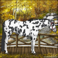 Horse Color:Black Tobiano Leopard 
