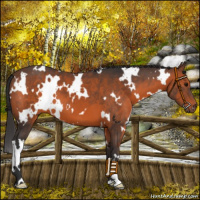 Horse Color:White Spotted Brown 