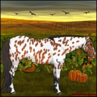 Horse Color:Bay Sabino Near Leopard 