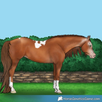 Horse Color:Gray Gold Champagne Tobiano 