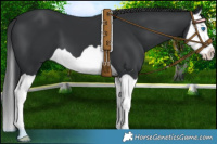Horse Color:Black Splash 